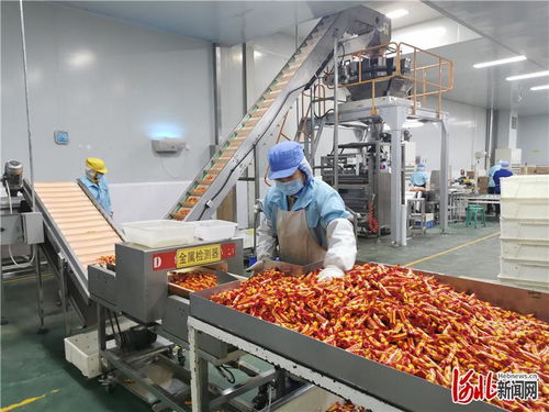 河北定兴 做优 舌尖 上的产业集群